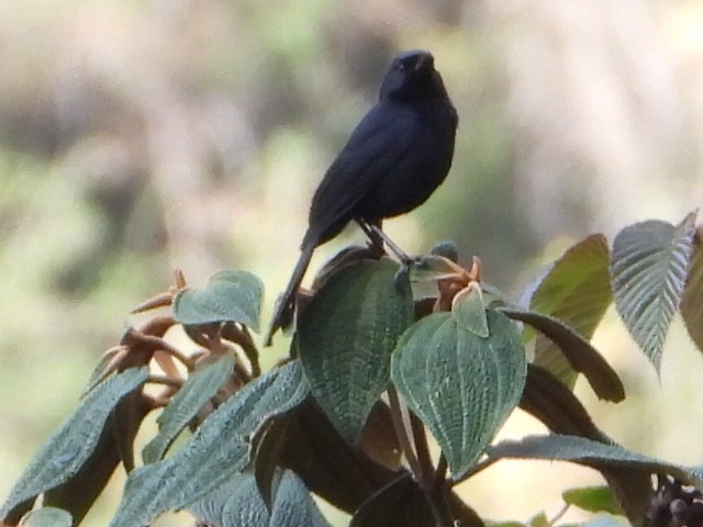 Pinchaflor Negro - ML646930656