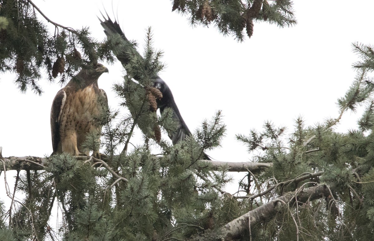 Канюк неоарктичний - ML646930659