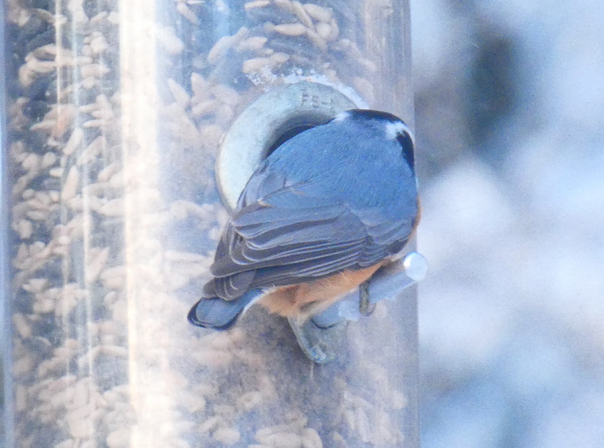 brhlík americký - ML646930660