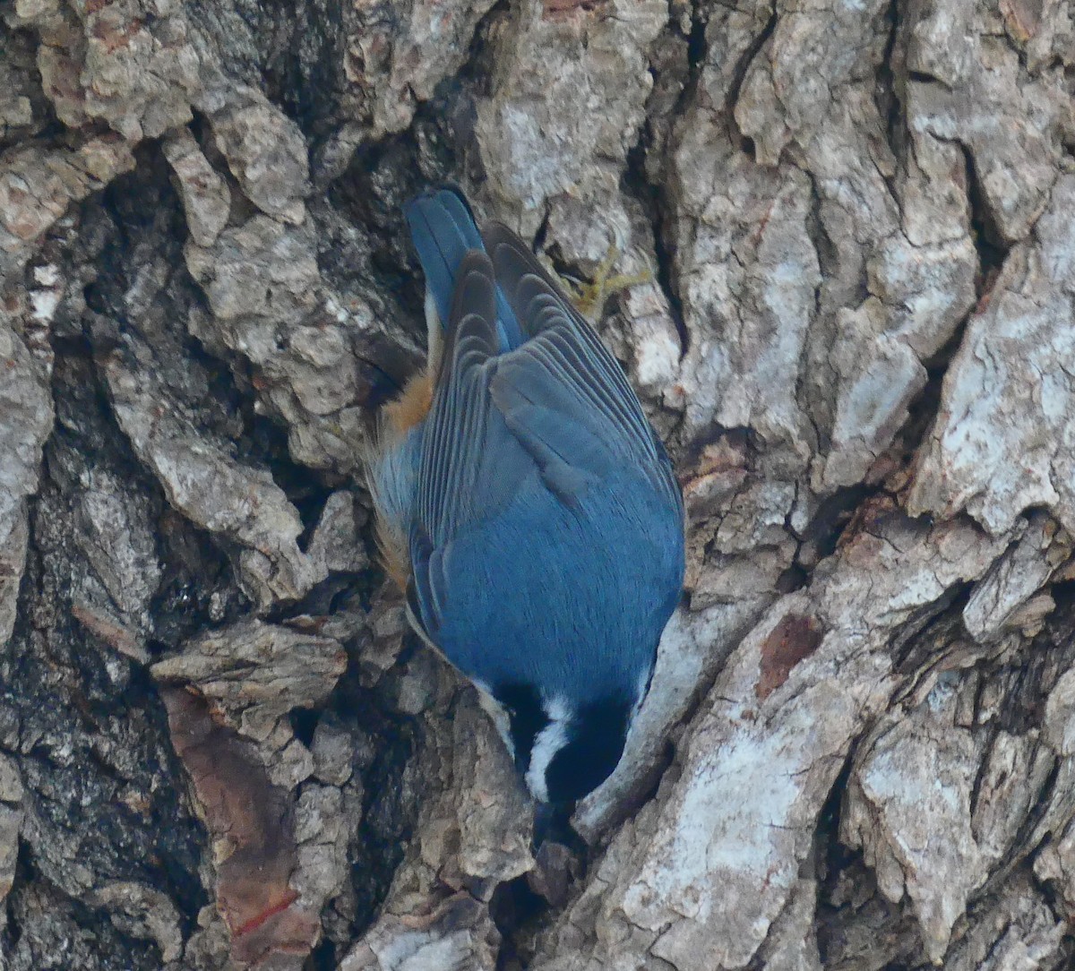 brhlík americký - ML646930661