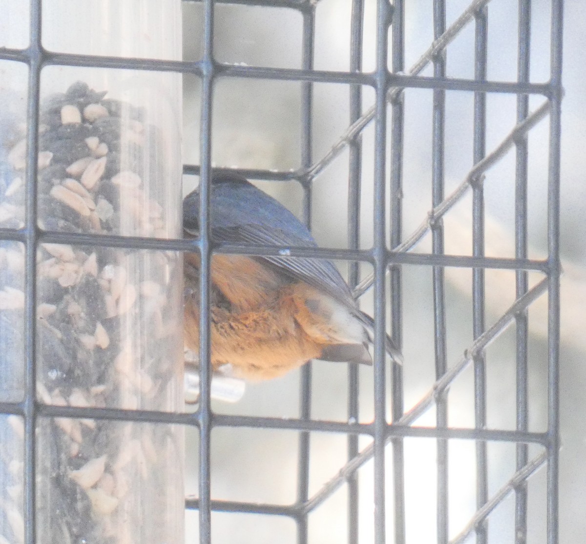 brhlík americký - ML646930662