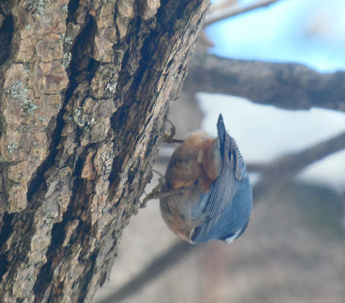 brhlík americký - ML646930663