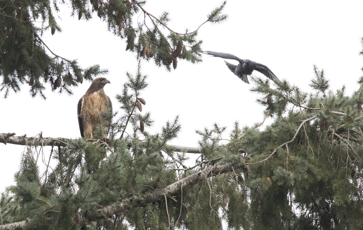 Канюк неоарктичний - ML646930668