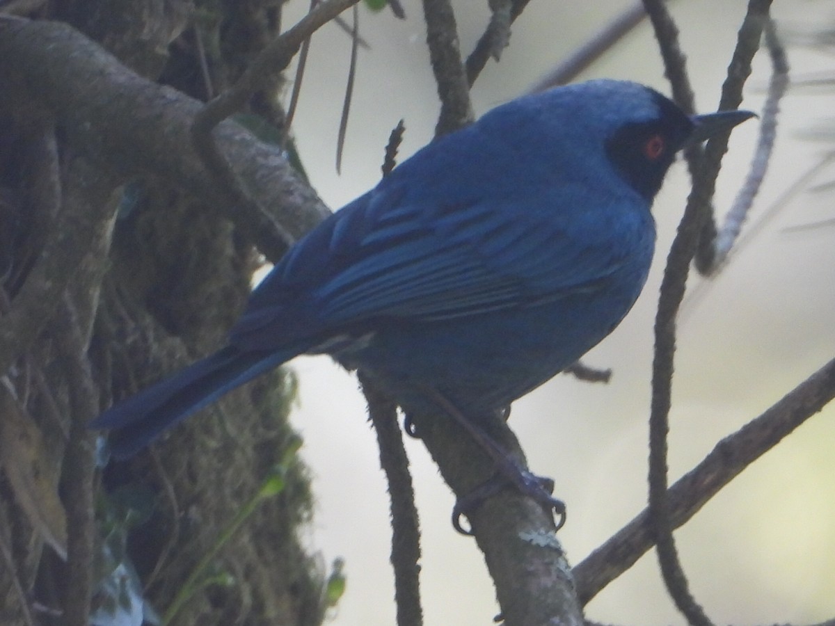 Pinchaflor Enmascarado - ML646930674