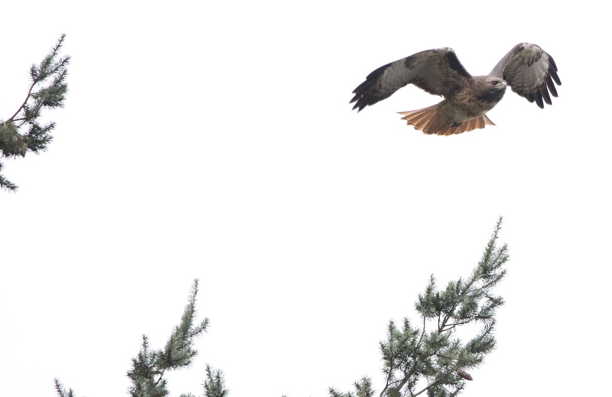 Канюк неоарктичний - ML646930675