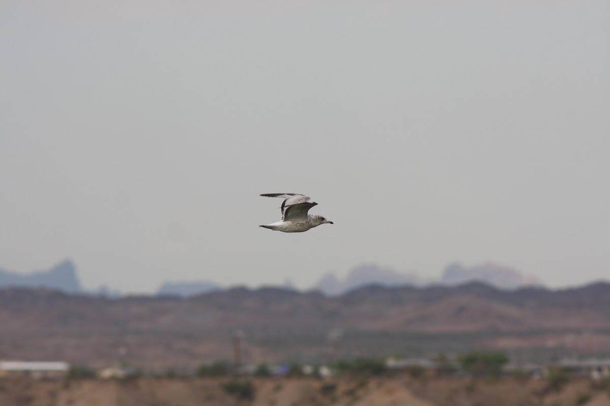 Delawareko kaioa - ML646930676