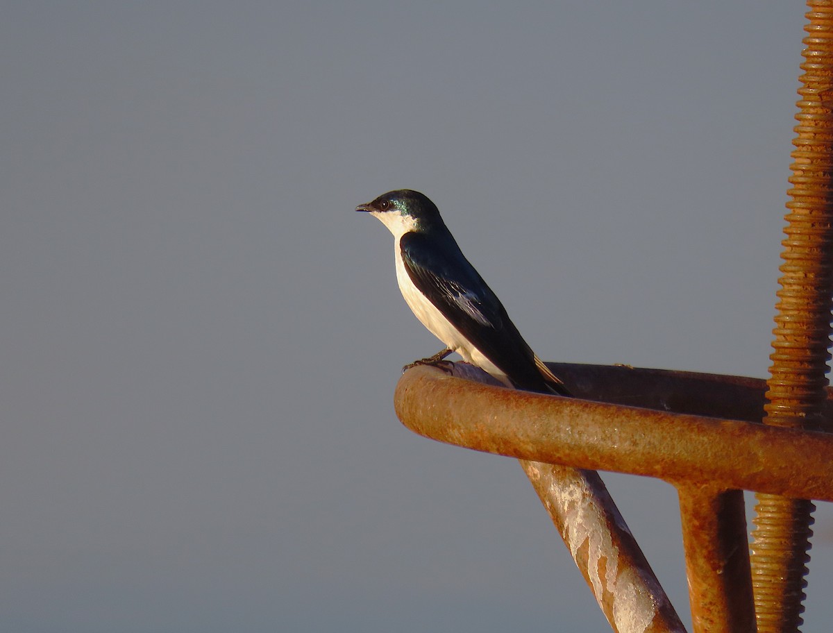 White-winged Swallow - ML646930683
