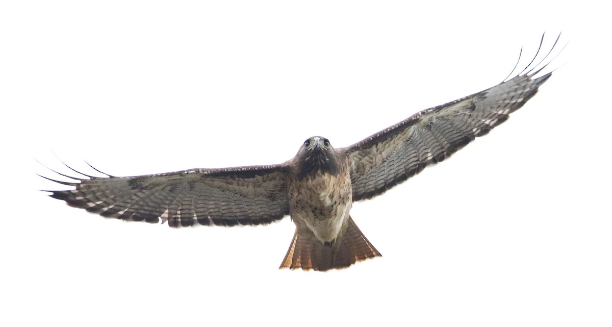 Канюк неоарктичний - ML646930684