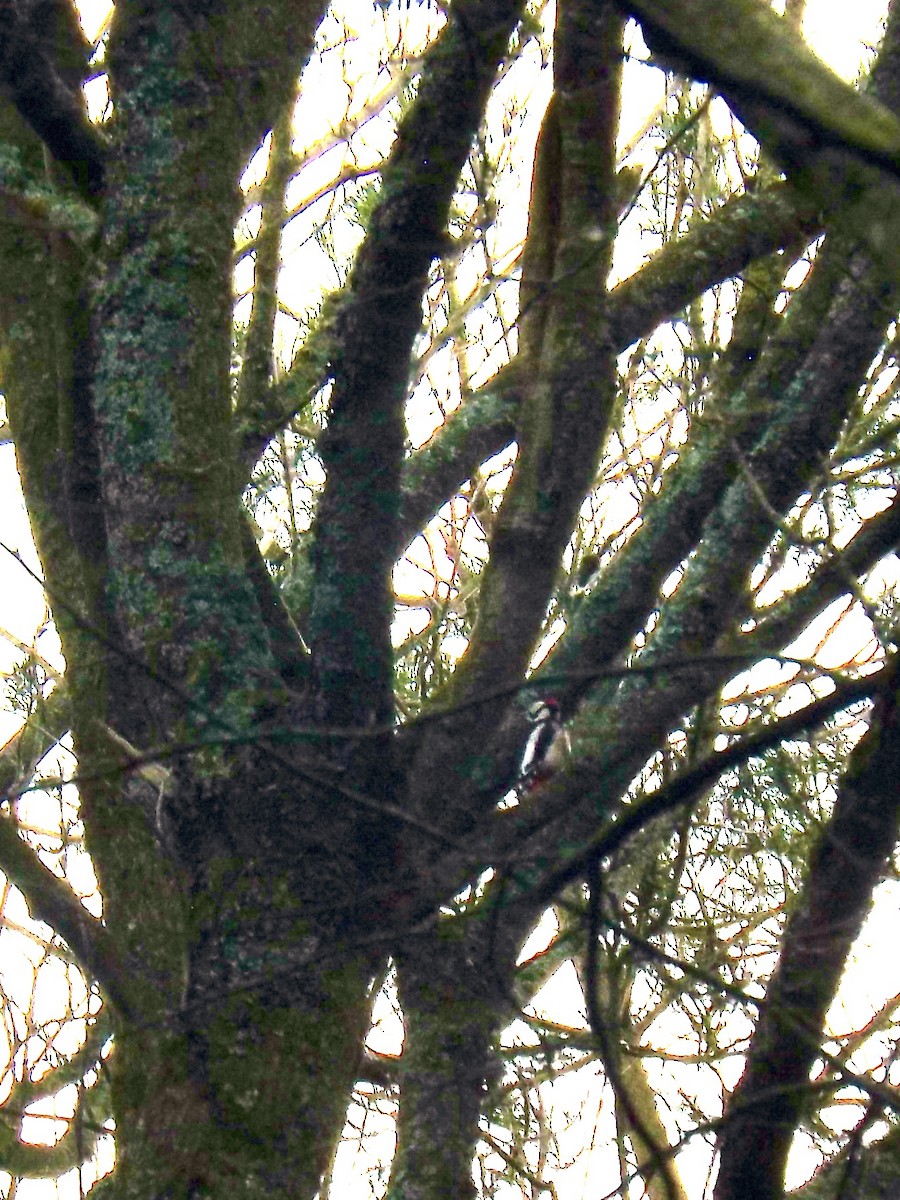 strakapoud velký - ML646930686