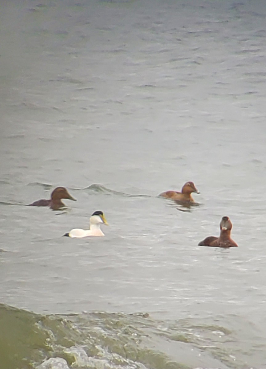 ホンケワタガモ - ML646930687