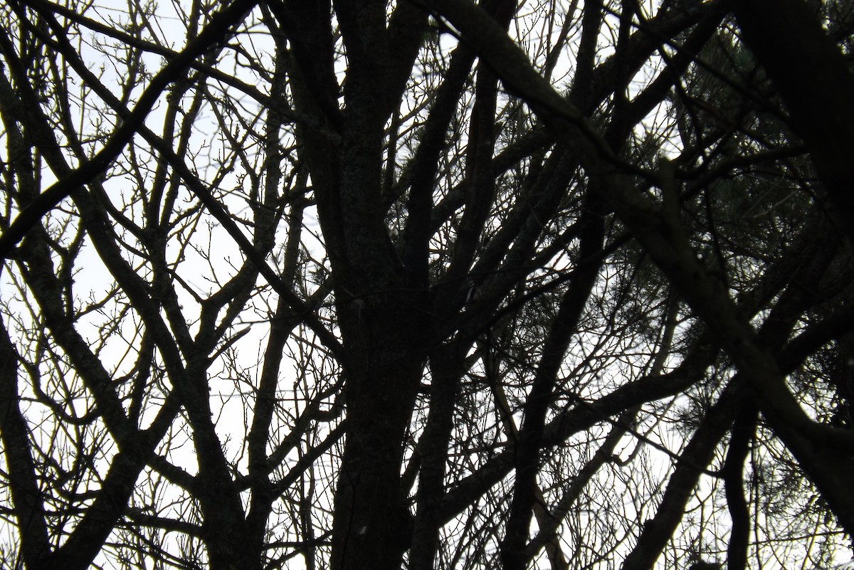 strakapoud velký - ML646930688