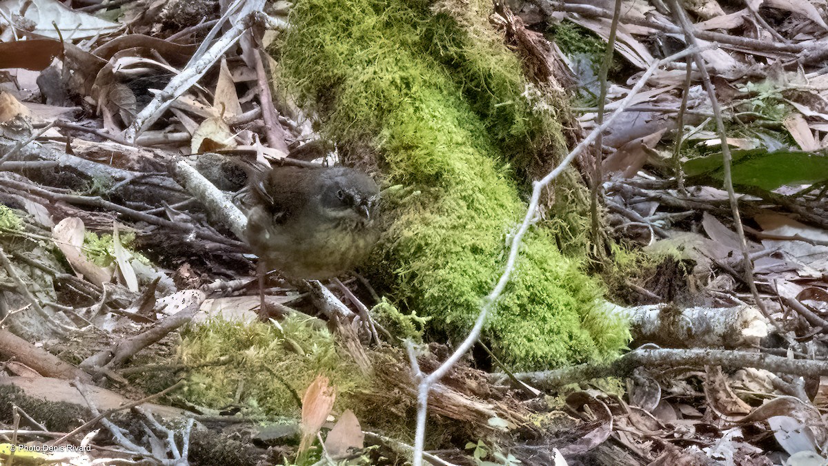 tasmankrattsmett - ML646930691