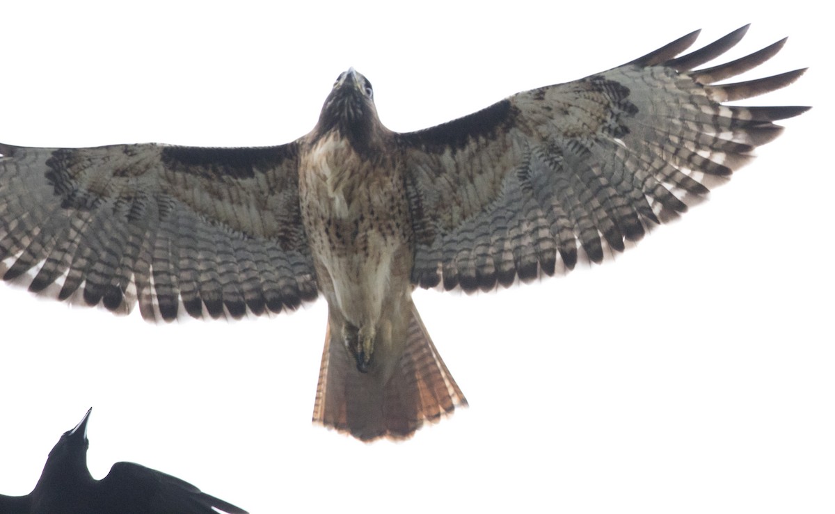 Канюк неоарктичний - ML646930692