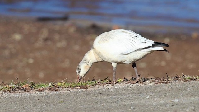 Гуска біла/Роса - ML646930693