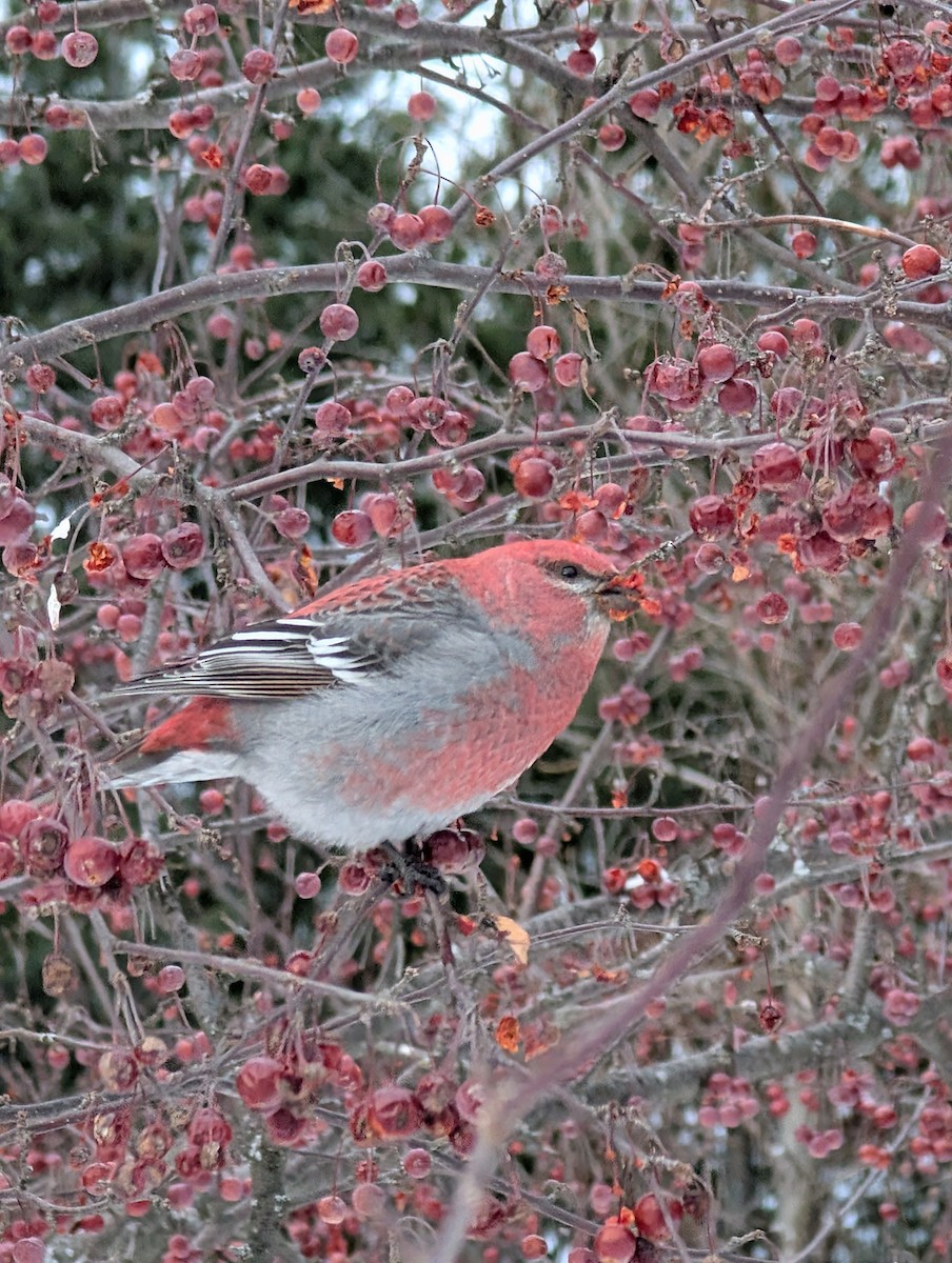 Pinu-gailupa - ML646930694