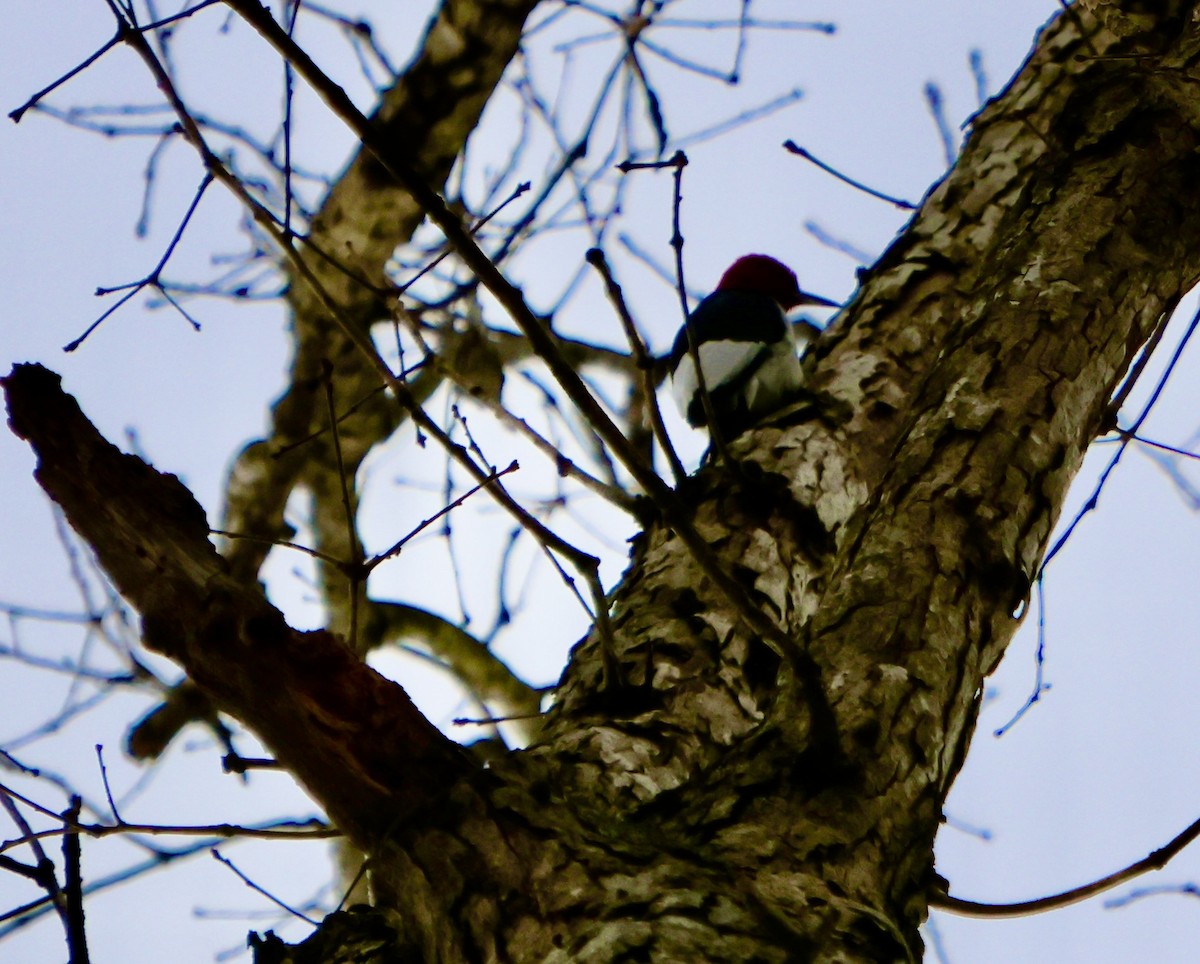 Red-headed Woodpecker - ML646930696