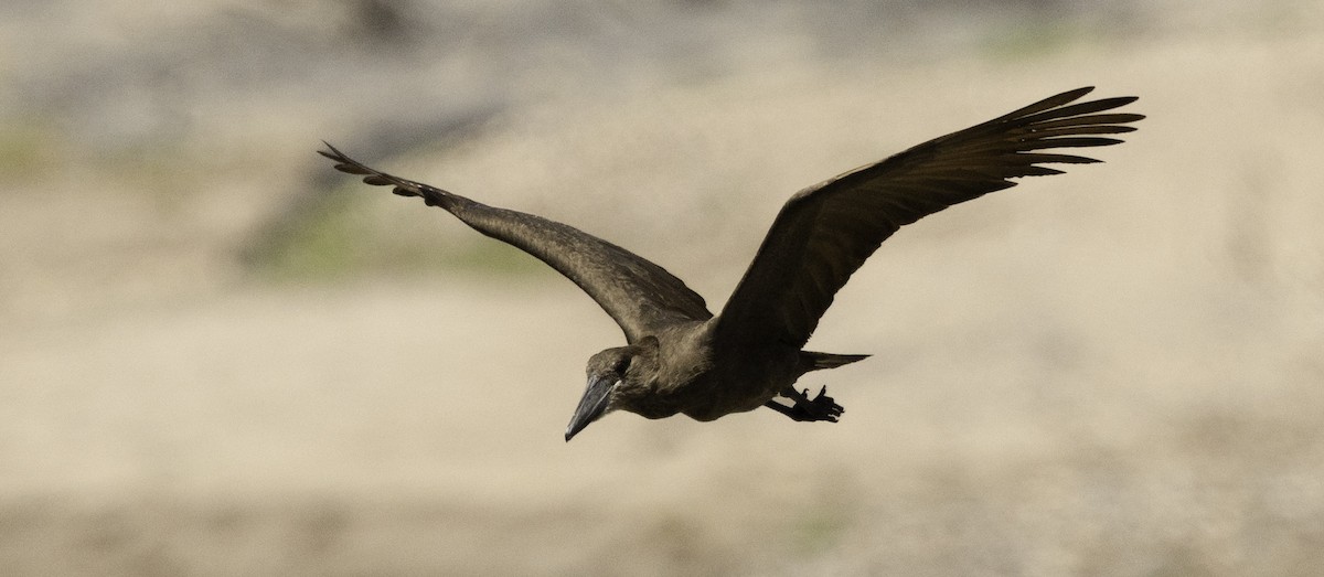 Hamerkop - ML646930697