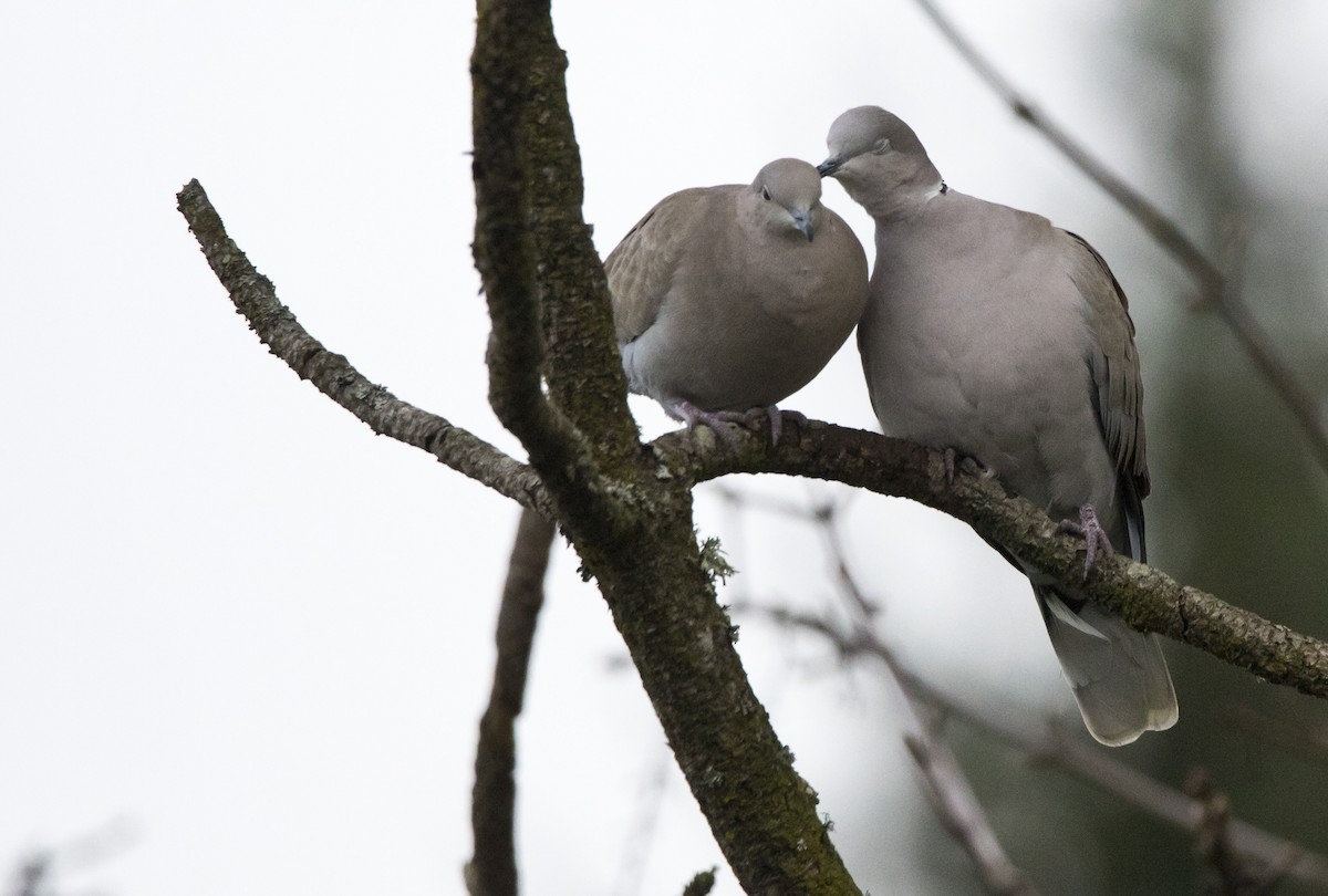 Горлиця садова - ML646930698