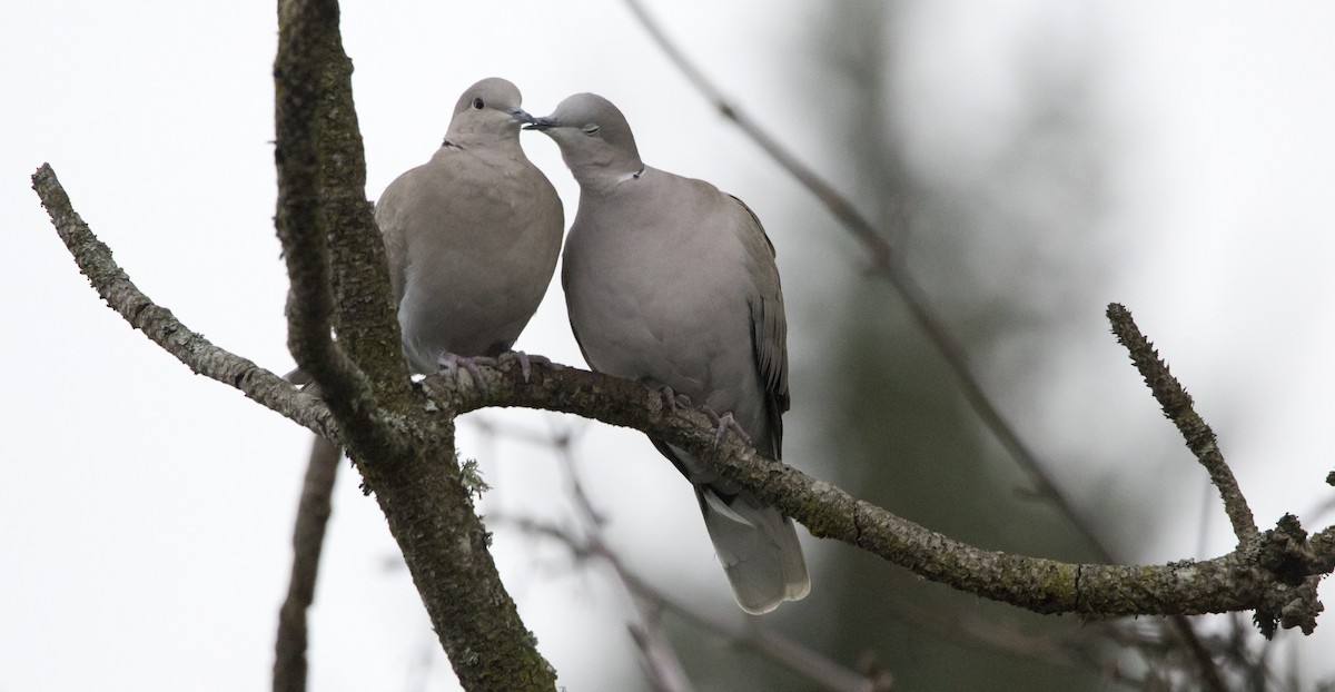 Горлиця садова - ML646930699