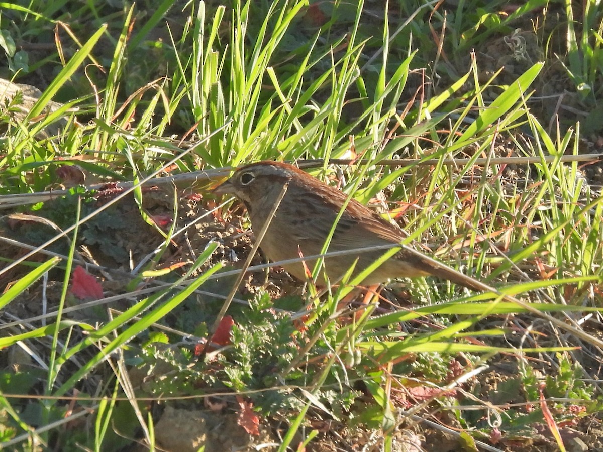 Rostscheitelammer - ML646930700