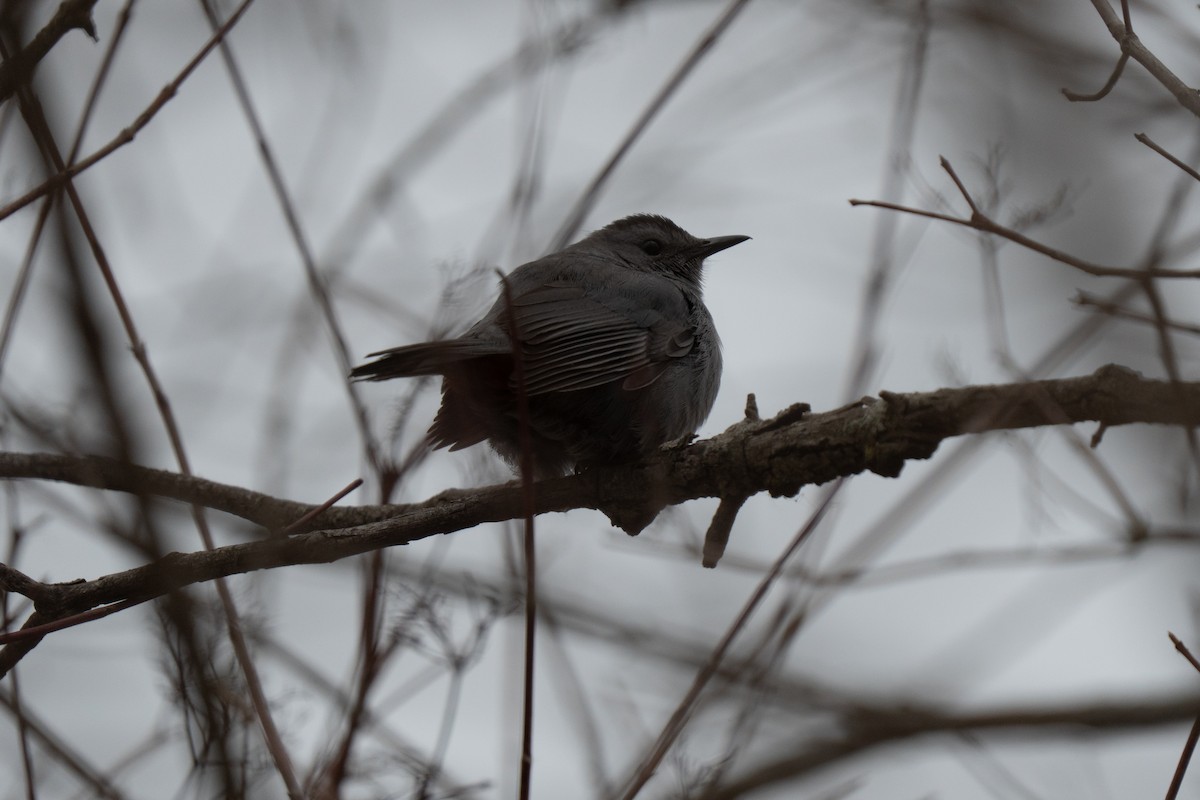 Gray Catbird - ML646930701