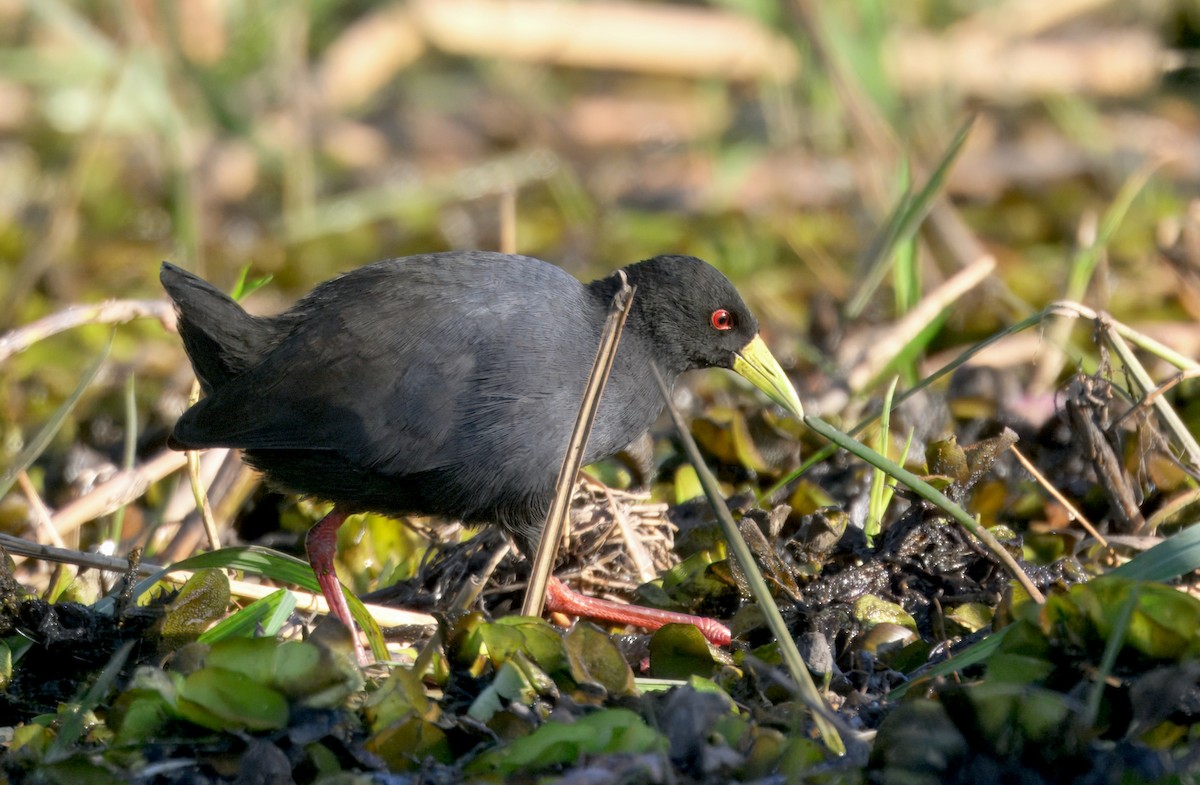 Black Crake - ML646930704