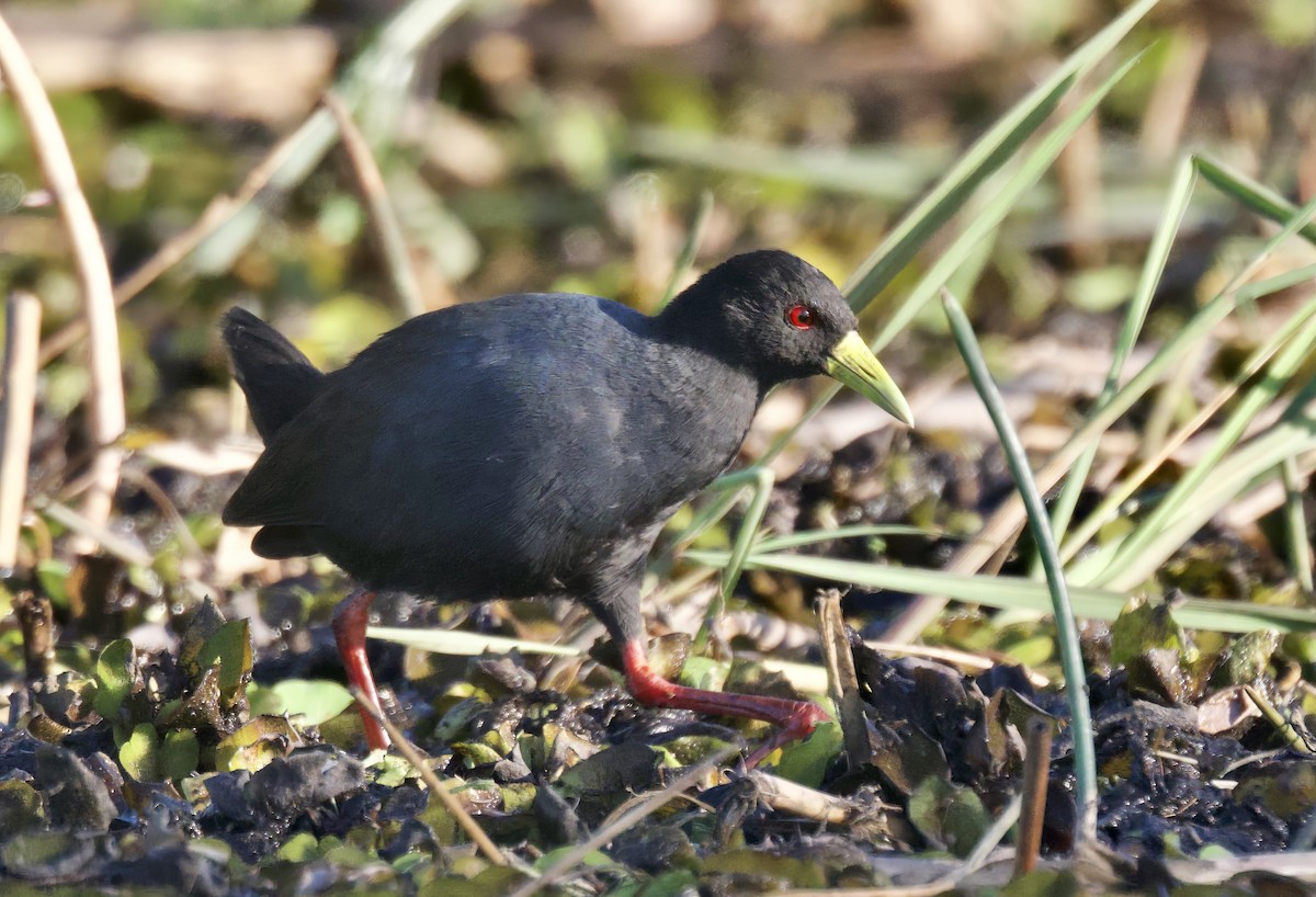 Black Crake - ML646930705