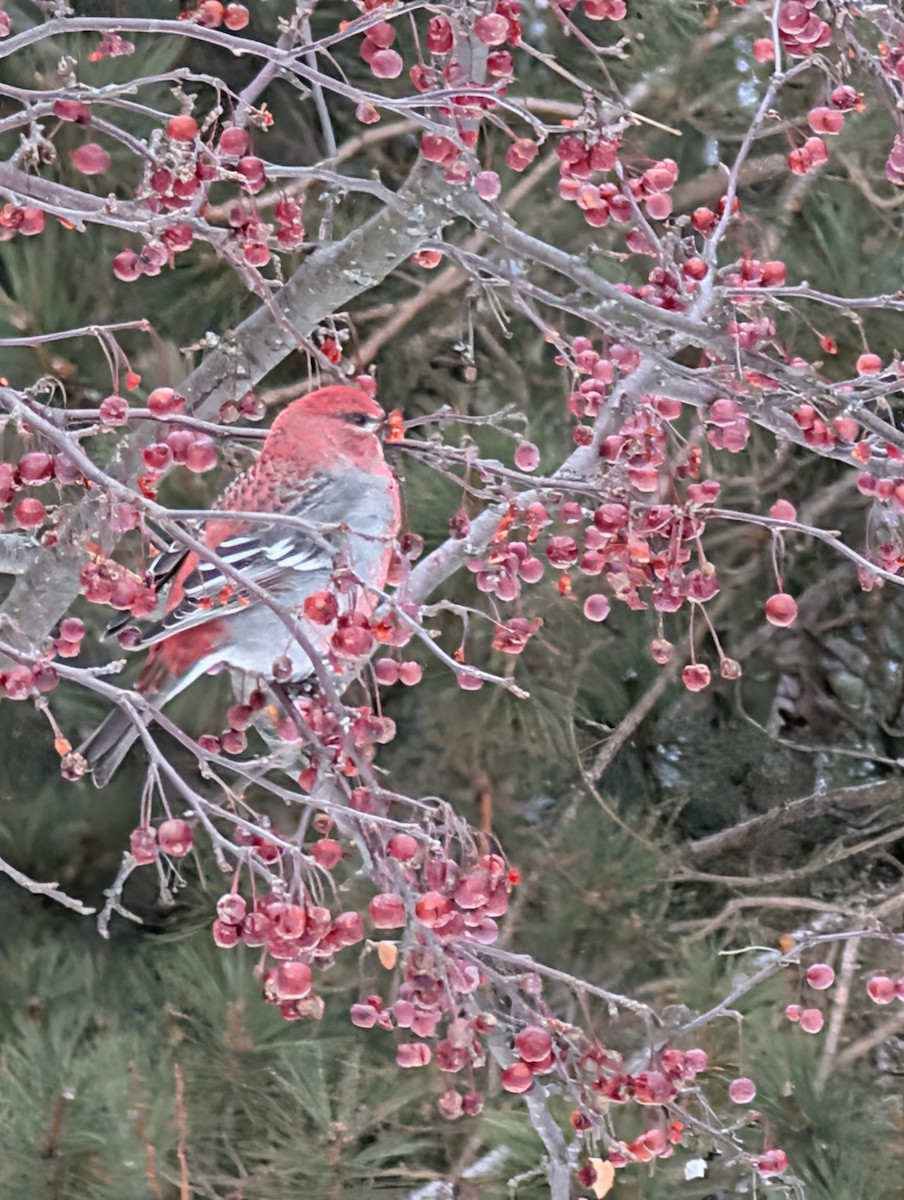 Pinu-gailupa - ML646930707