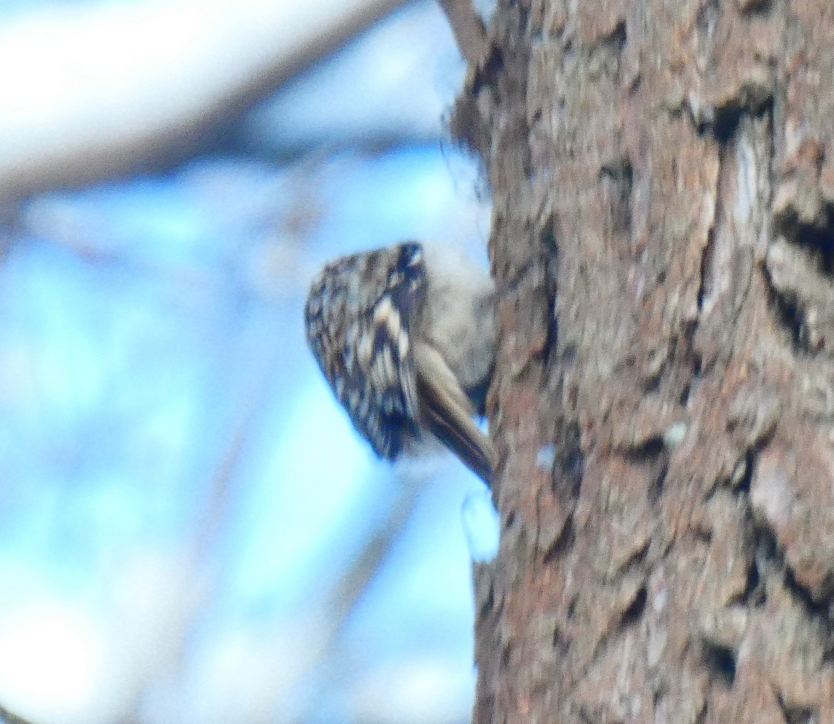 šoupálek americký - ML646930708