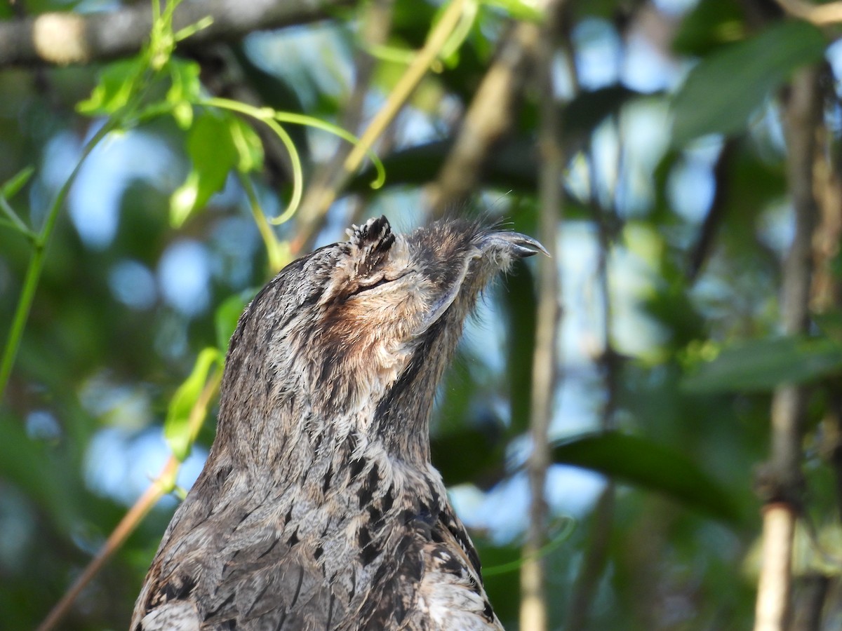 Klagetagschläfer - ML646930709