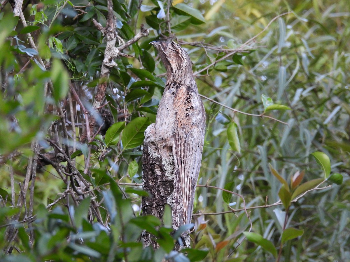 Klagetagschläfer - ML646930710