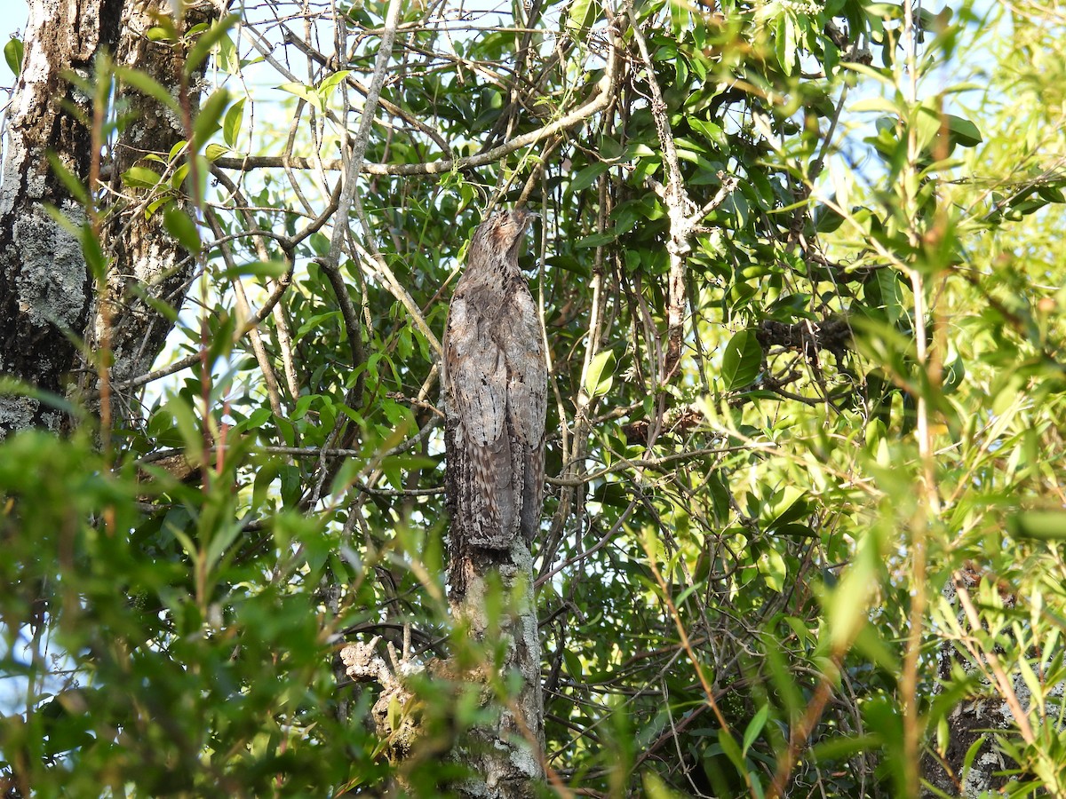 Klagetagschläfer - ML646930711