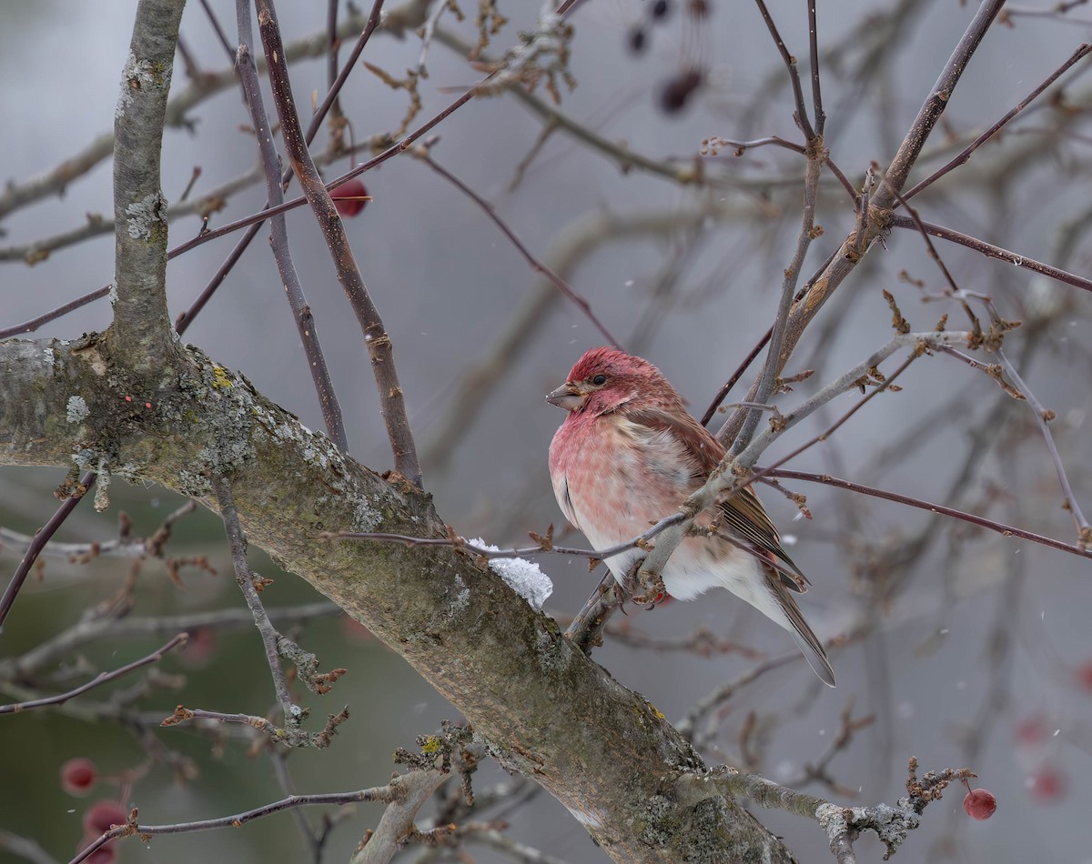 Purple Finch - ML646930713