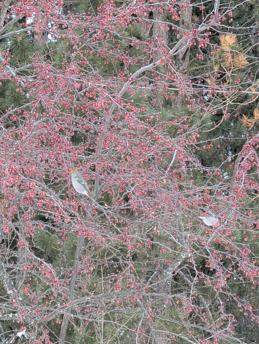 Pinu-gailupa - ML646930716