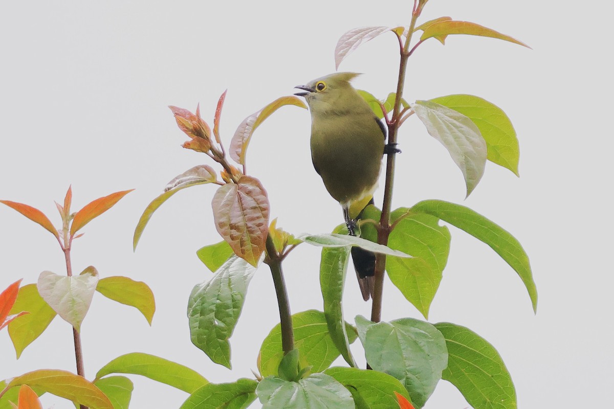 Long-tailed Silky-flycatcher - ML646930718