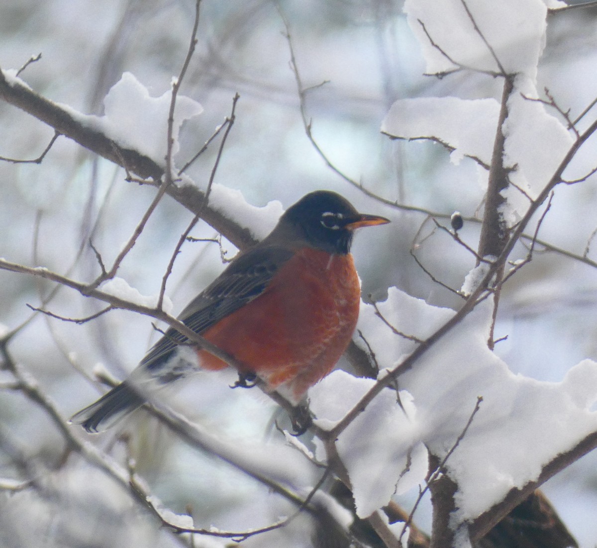 drozd stěhovavý - ML646930723