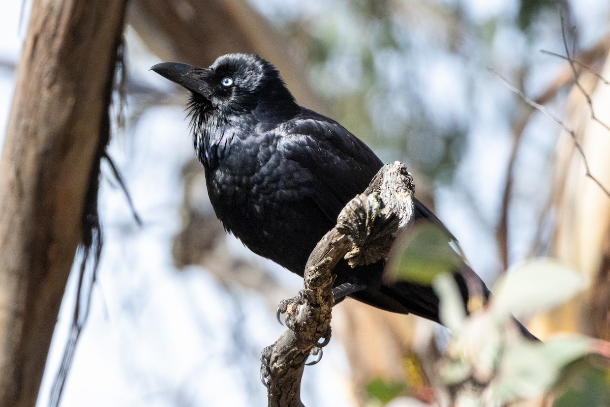 Australian Raven - ML646930724