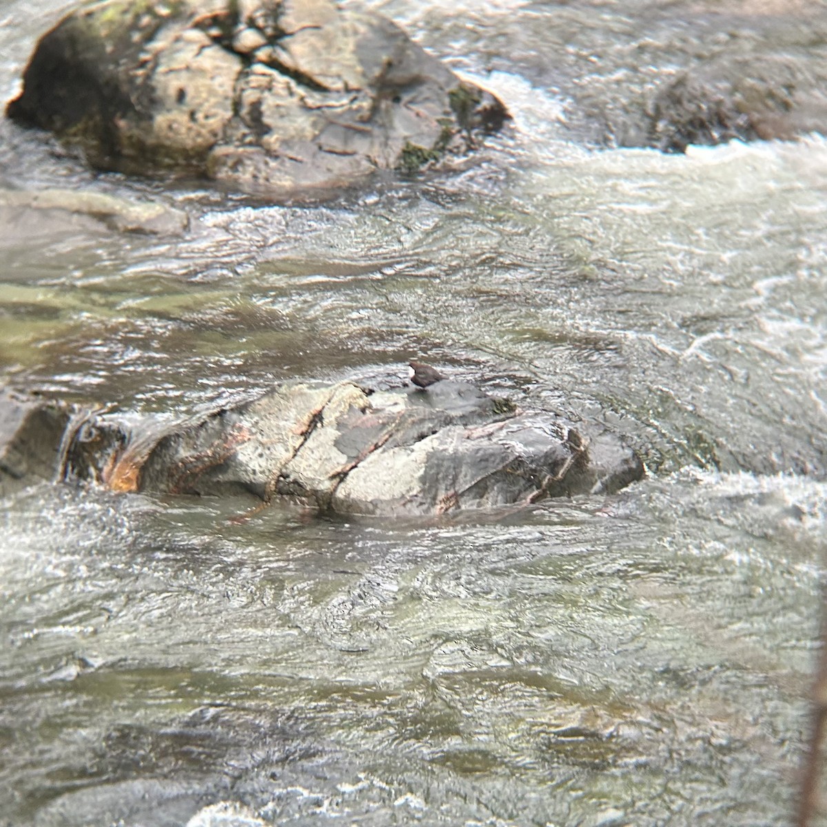 White-throated Dipper - ML646930725