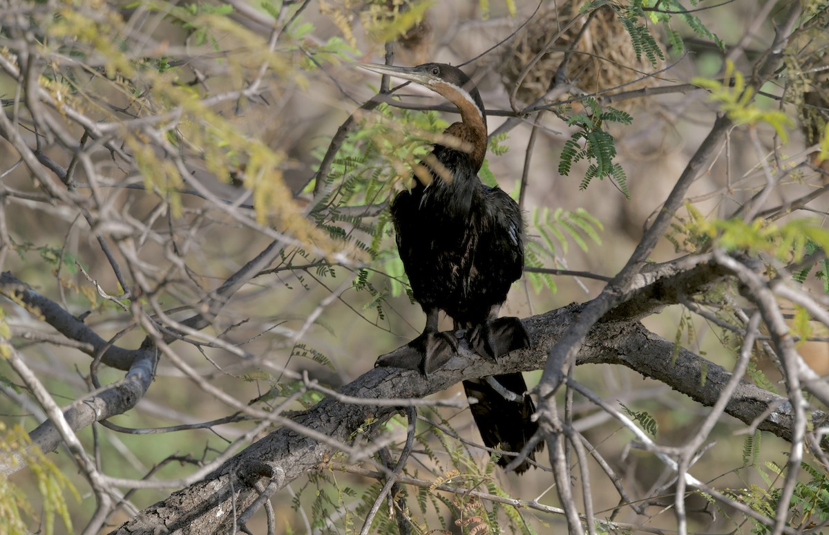 African Darter - ML646930728