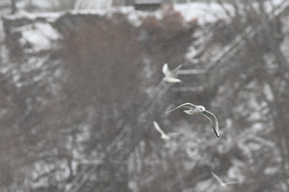 Bonaparte's Gull - ML646930729