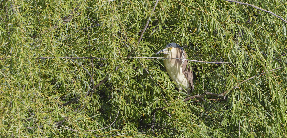 Kızıl Gece Balıkçılı - ML646930730