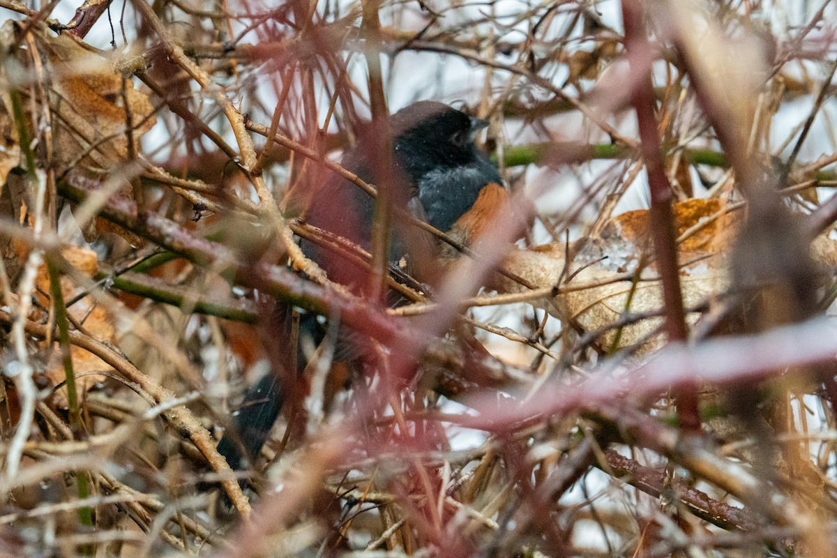 rødsidetovi - ML646930735