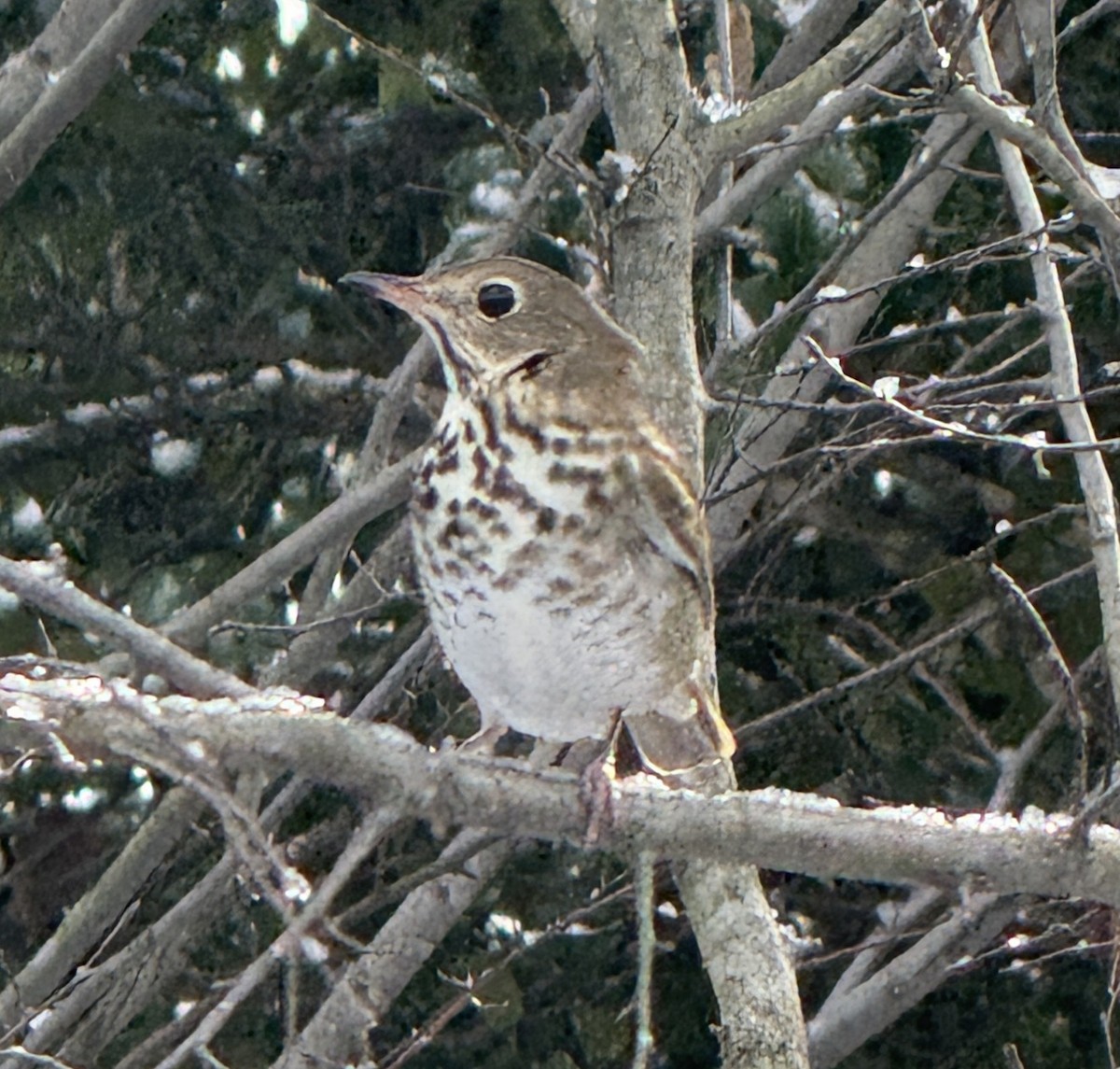 Hermit Thrush - ML646930740