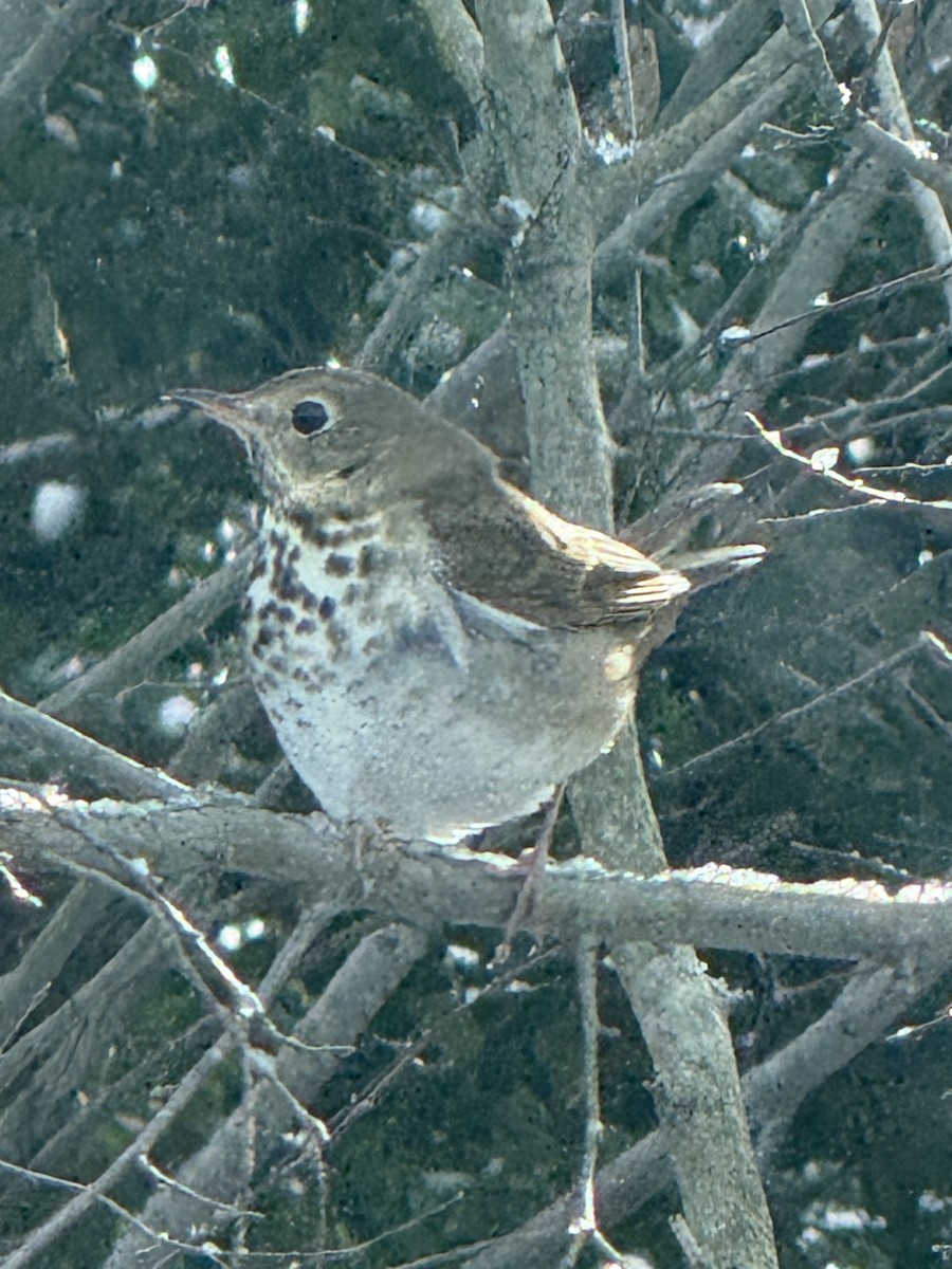 Hermit Thrush - ML646930741