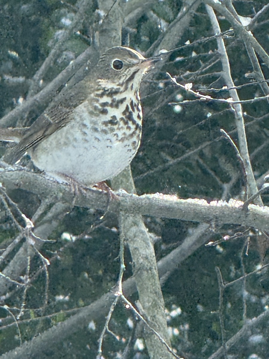 Hermit Thrush - ML646930742