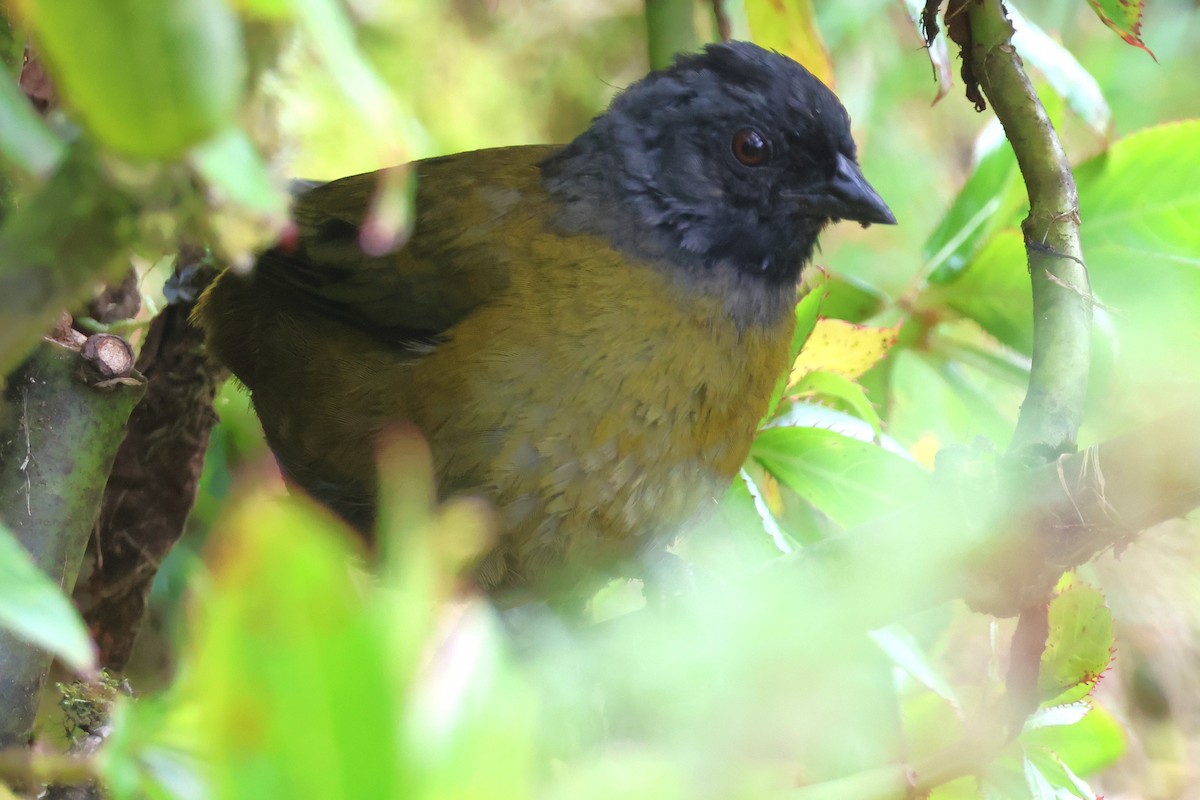 Пасовник великоногий - ML646930744