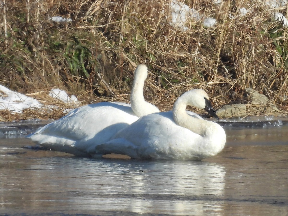 Trumpeter Swan - ML646930745
