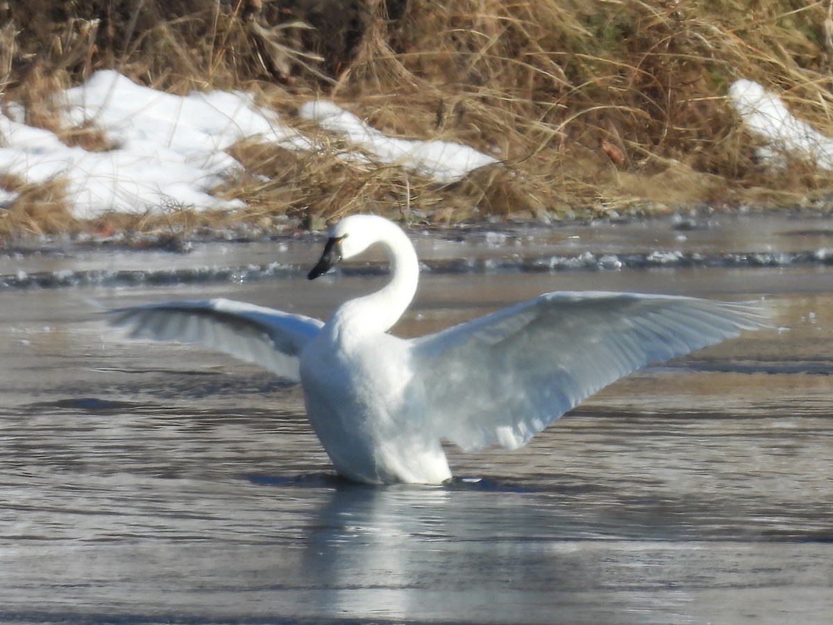 Tundra Swan - ML646930751