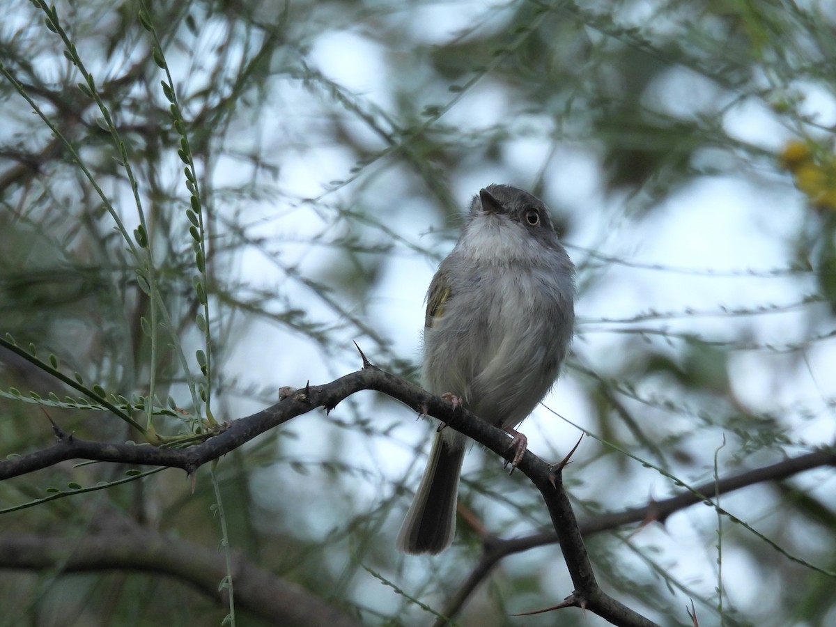 Pearly-vented Tody-Tyrant - ML646930755