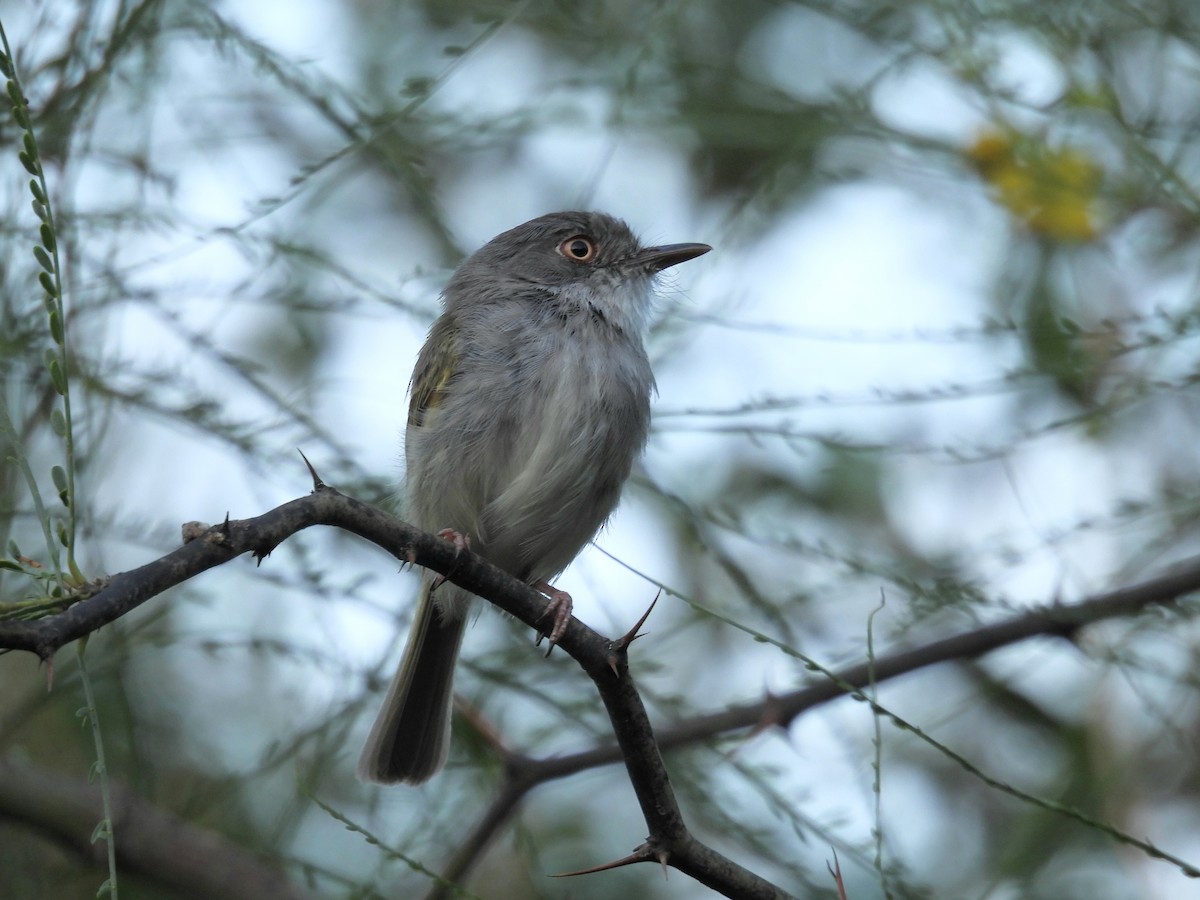 Pearly-vented Tody-Tyrant - ML646930756